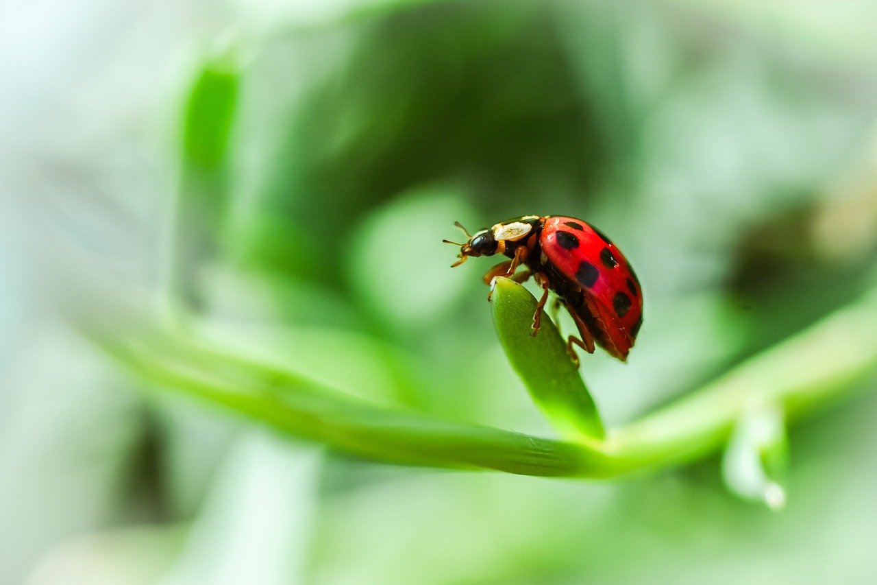 Ladybug Insect Stay Stay Put and Hold On | Cruciform Stuff